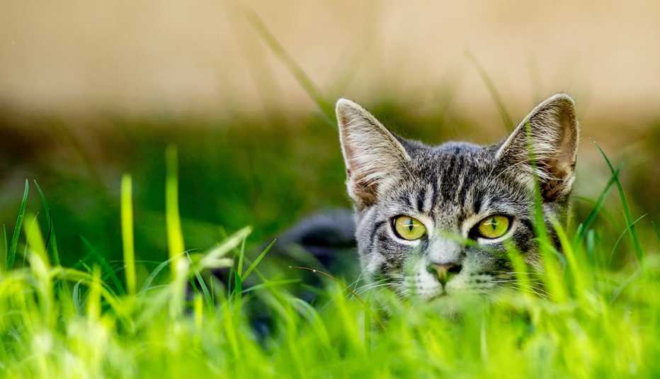 a house cat hunts outdoors in the tall grass
