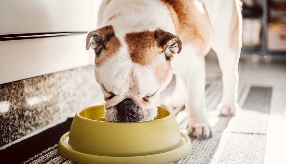 close up of a bulldog eating Victor Pet Food dog food from a green bowl to reflect rising concerns about the dog food recall 2023