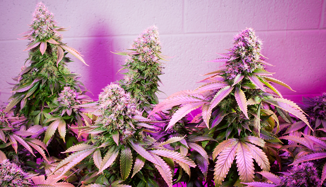 Marijuana plants in a growing facility