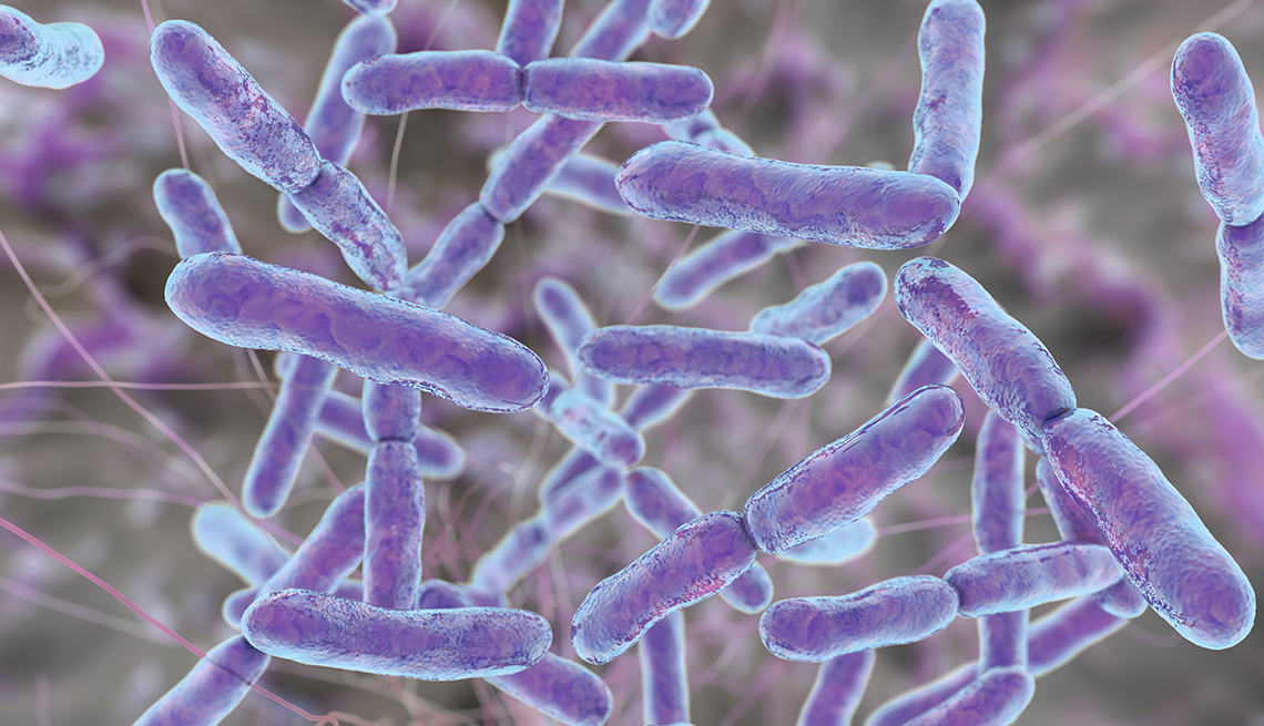 bifidobacterium bacteria, computer illustration
