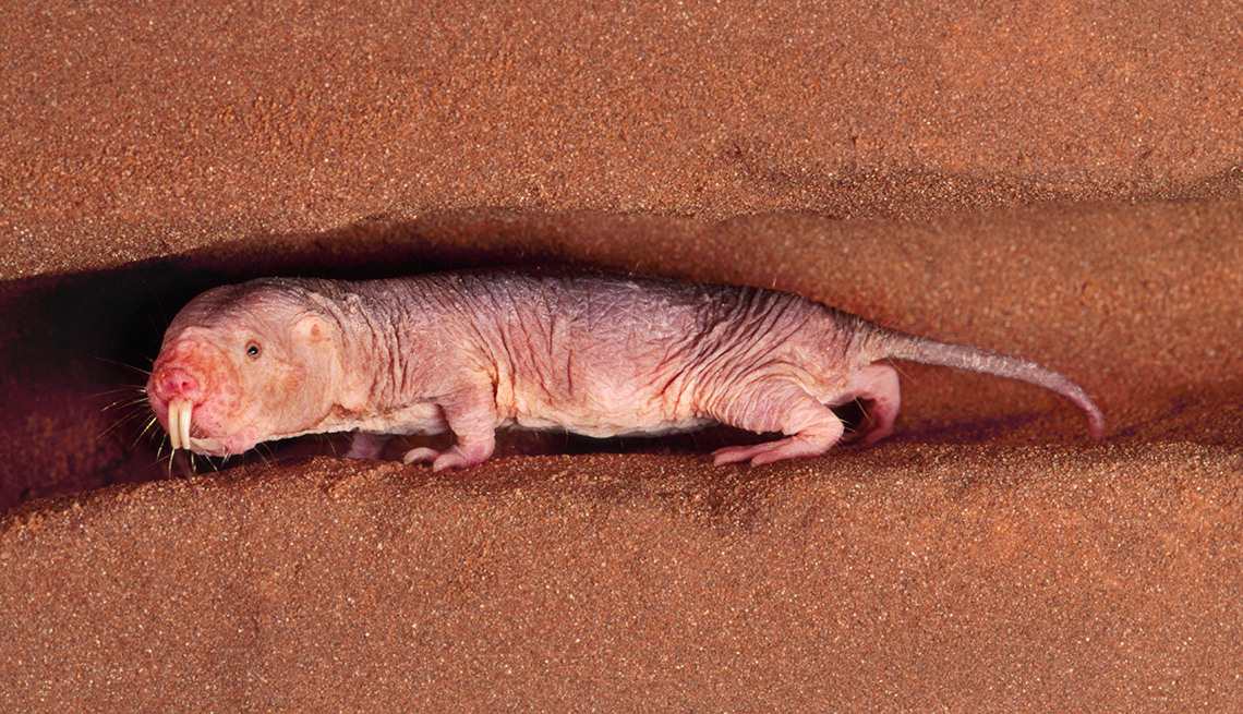 naked mole rat in a dirt tunnel