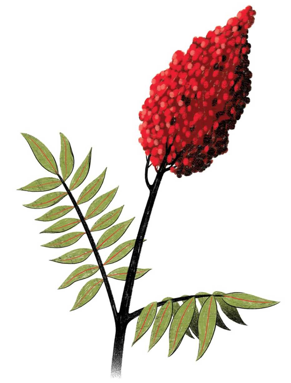 An illustration of a sumac plant