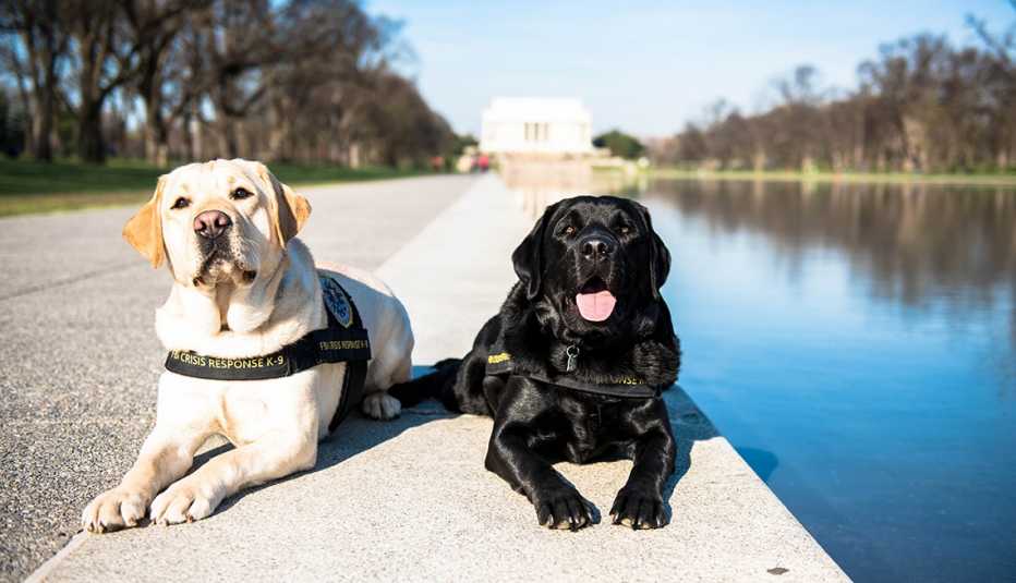 crisis response dogs wally and gio sit next to the reflecting pool on the national mall with lincoln memorial in the background