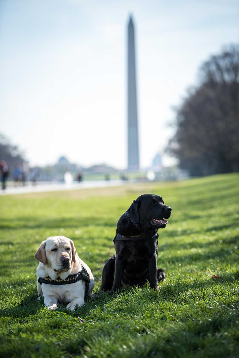 f b i crisis response dogs wally and gio sit on the national mall with the washington monument in the background