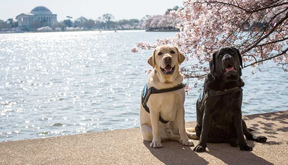 wally and gio the dogs sit next to the tidal basin during cherry blossom season