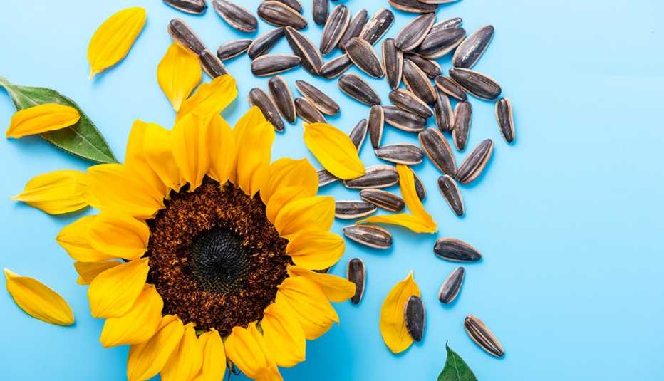 sunflower and sunflower seeds on a bright blue background