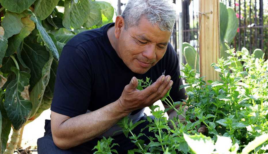 A man sniffing a mint plant