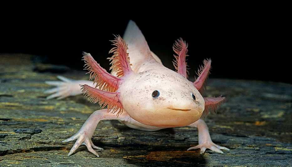 close up of an axolotl