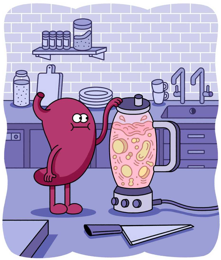 cartoon of a stomach standing on a kitchen counter operating a blender