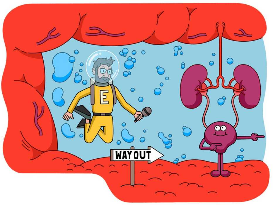 cartoon scuba man interviewing the bladder and kidneys inside the body