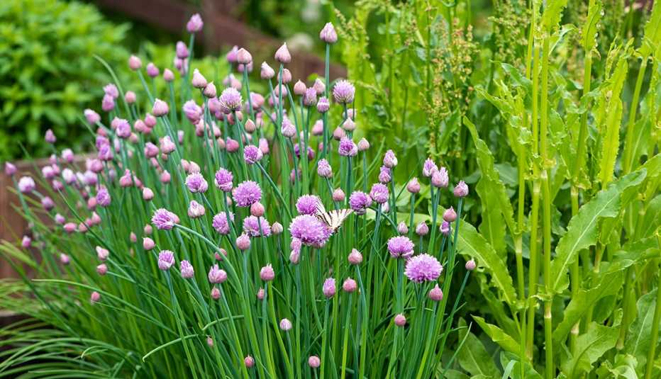 chives in the garden with purple flowers at the top of their stems