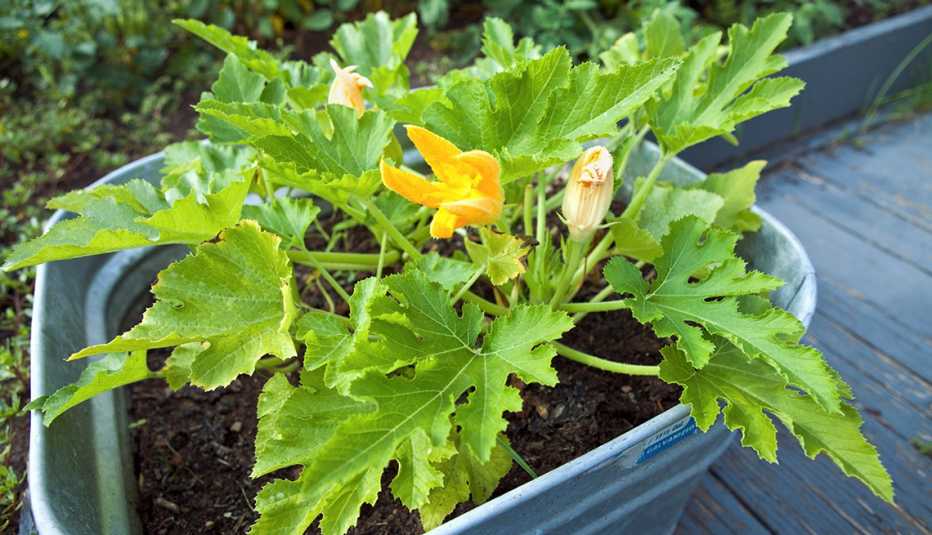 zucchini plant growing in a large container outdoors