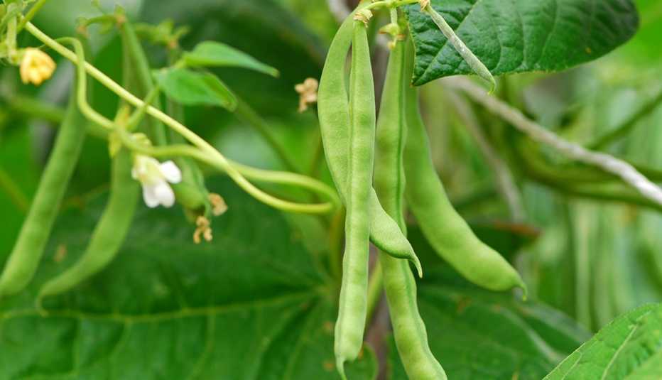 green beans on the vine in a garden ready to be picked