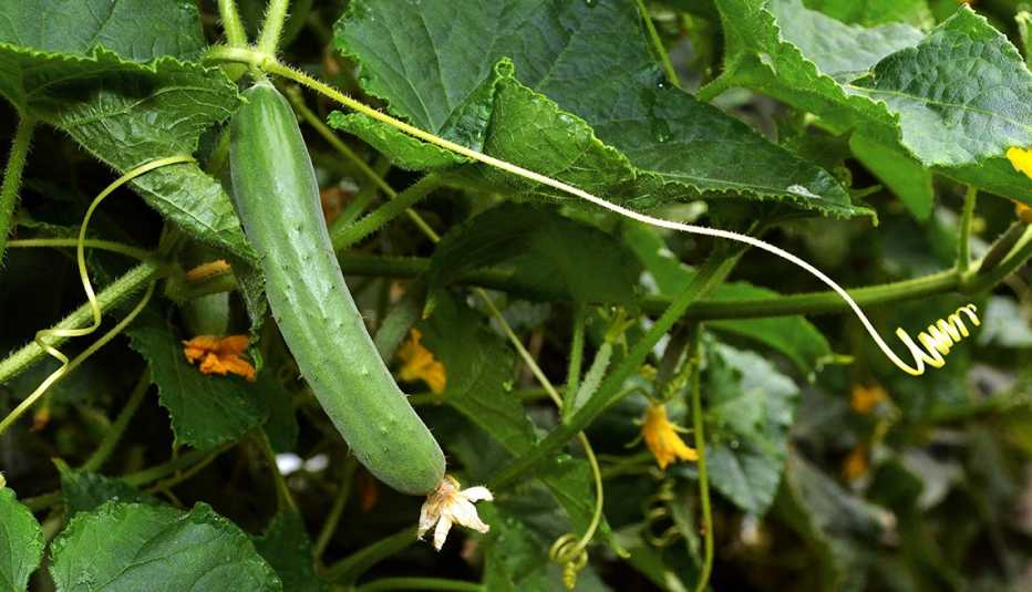cucumber on the vine in a garden showing stems, leaves and flowers of the plant