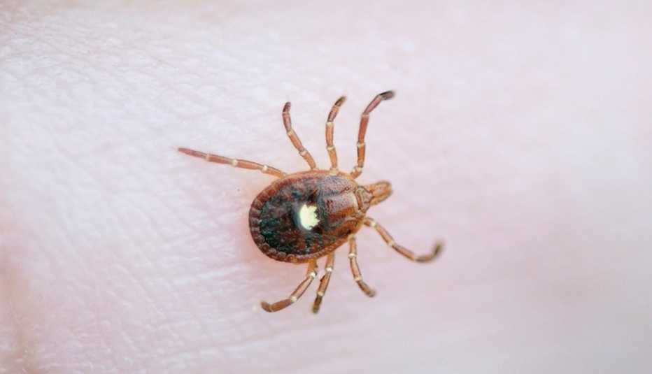 close up of the Lone Star tick on human skin