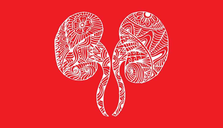 a white line drawing of kidneys on a red background