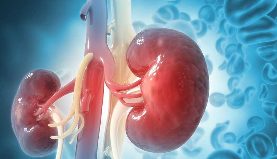 a 3D illustration of human kidneys on a scientific background with blood cells