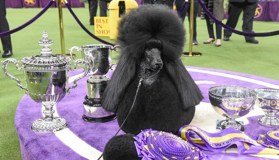 A black poodle sitting on a purple table with silver trophies and ribbons