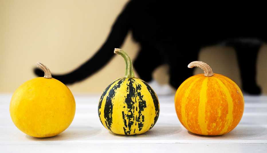 Orange Small pumpkin with black cat on backround. Top view, Copyspace, Haloween flatlay concept.