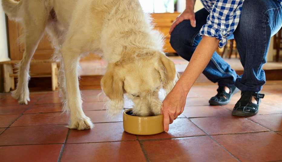 dog eating dog food from a dish