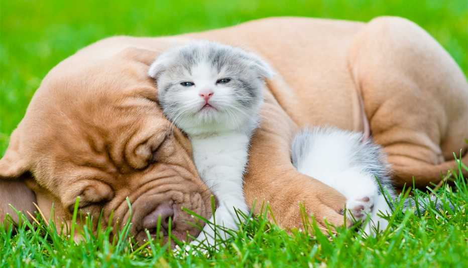 a cute cat and dog are sleeping on the grass