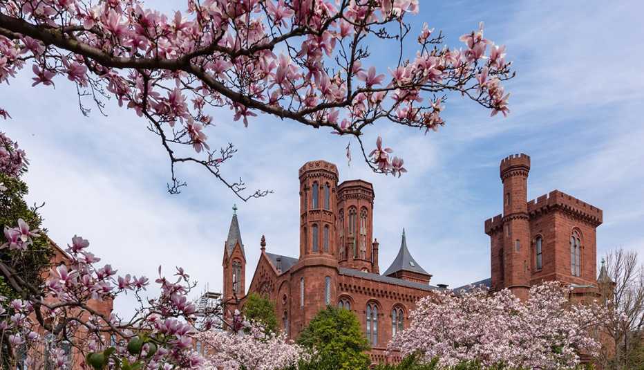 view of the top towers of the smithsonian castle on the national mall in washington d c surrounded by magnolia and cherry trees in bloom