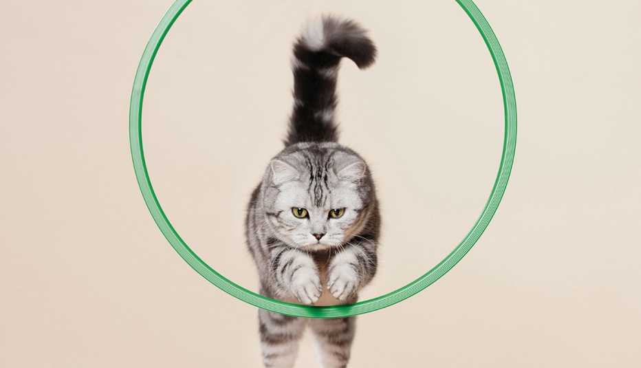a house cat jumping through a small hoop