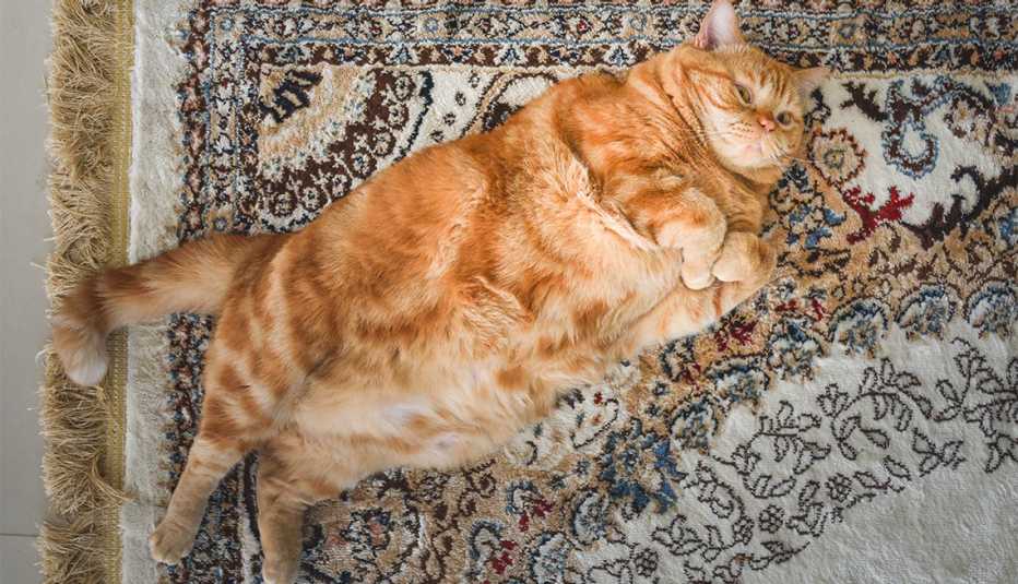 A very fat cat is lying on the сarpet 