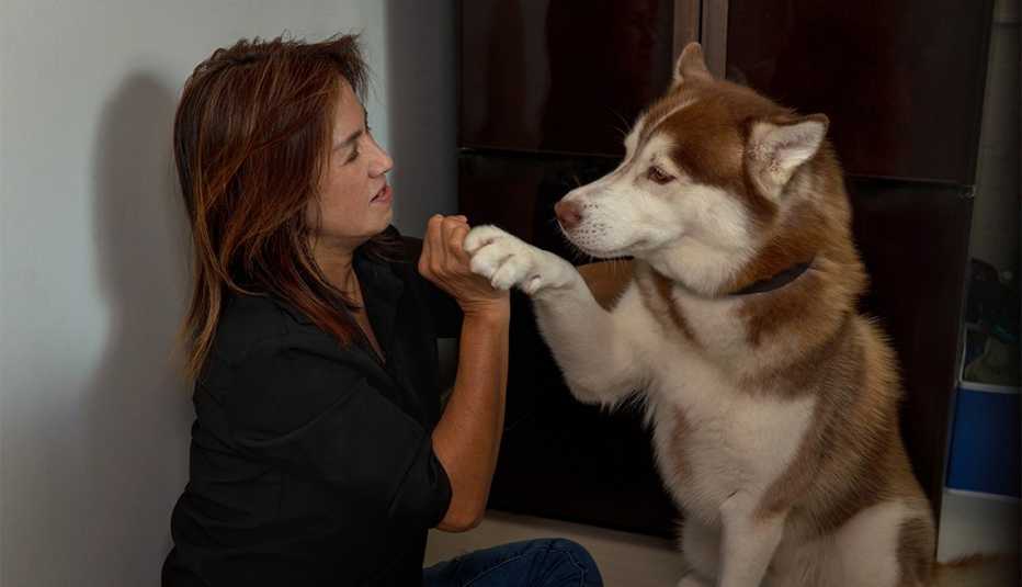 lady teaching copper Siberian husky to shake hands at home