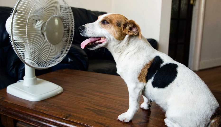 dog panting in front of a fan