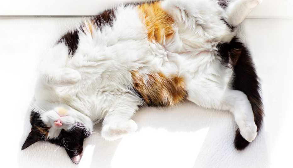 a fluffy calico cat rolling over to show her belly