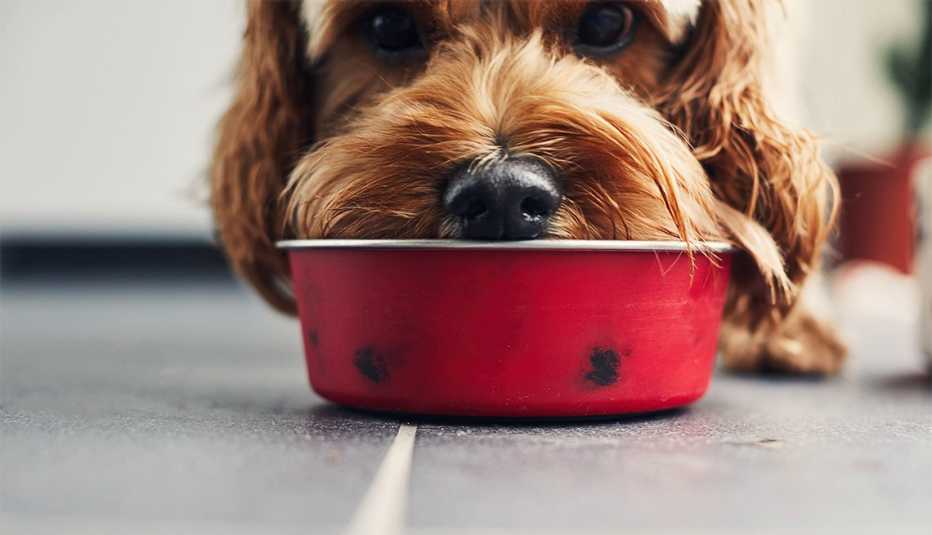 Close up of dog eating food from a red bowl