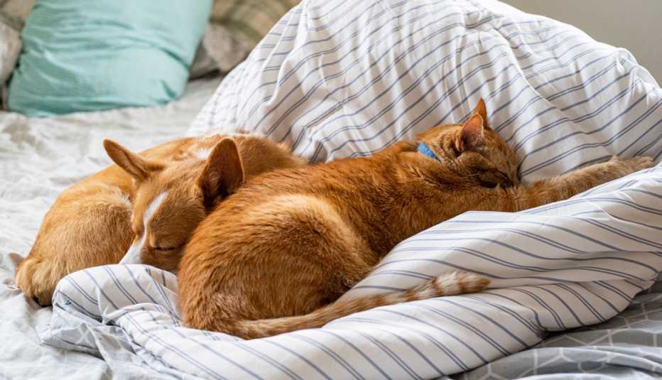 a corgi and an orange cat sleeping on a bed