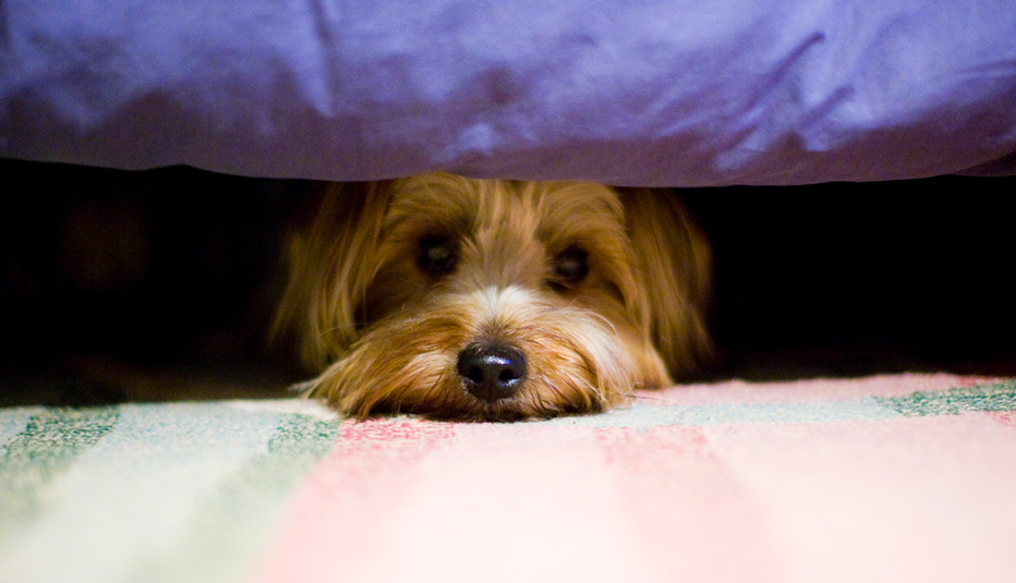 a dog hiding under a bed