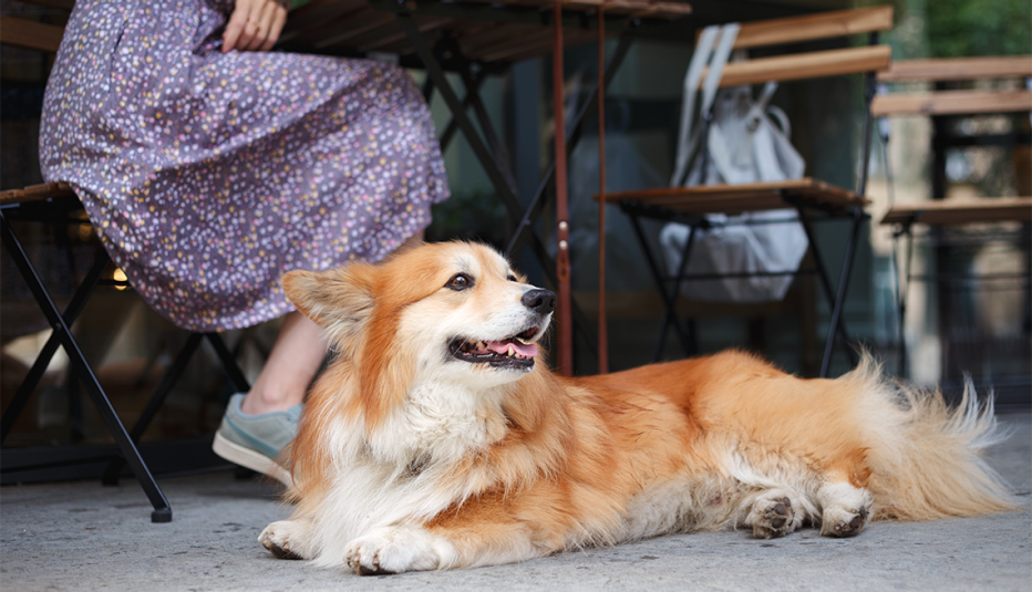 A woman sits out an outdoor restaurant with her dog