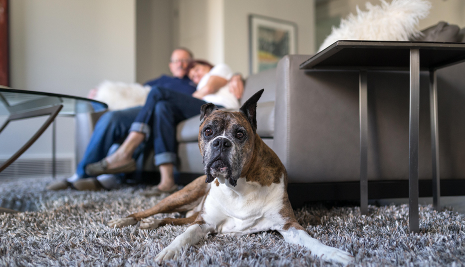boxer dog laying on the floor in living room with people cuddling in the background