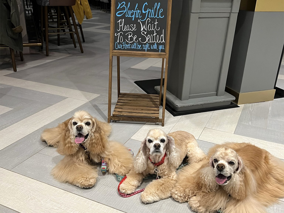 Sheryl Gadol's three dogs Elvis, Ladybug, and Larry in the lobby of the Bluefin Grille in Providence, Rhode Island