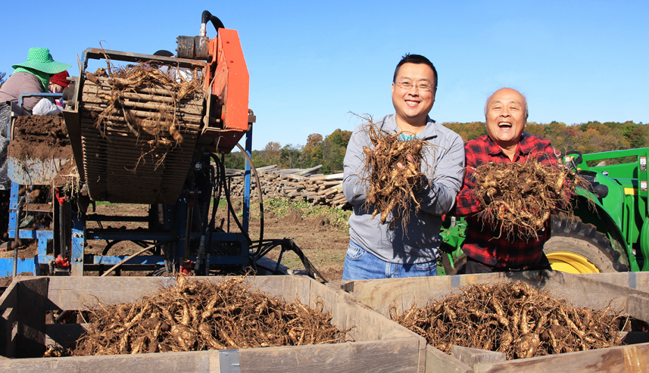 will and paul hsu on their ginseng farm in wisconsin