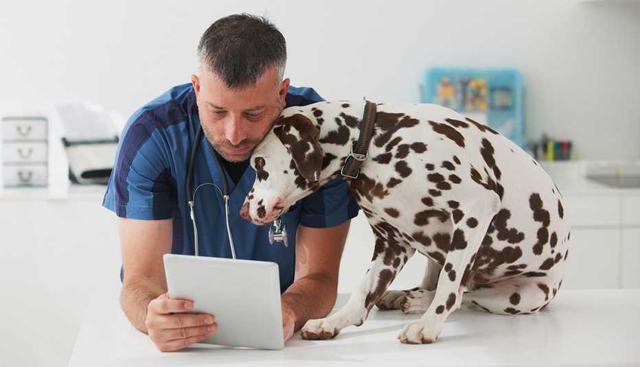 a veterinarian treating a dalmatian dog
