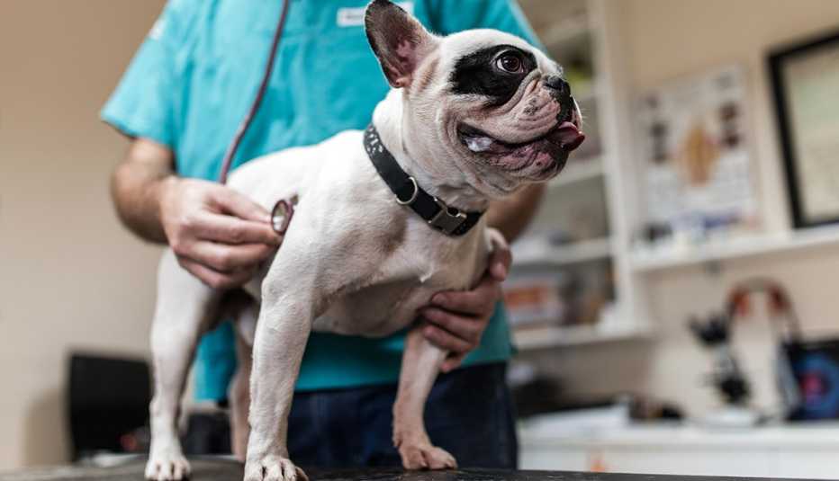 a bull dog is being examined with a stethoscope at veterinarian's office