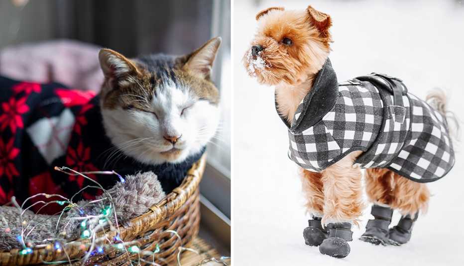 left a sleeping cat wearing a sweater right a dog in the snow wearing booties and a jacket