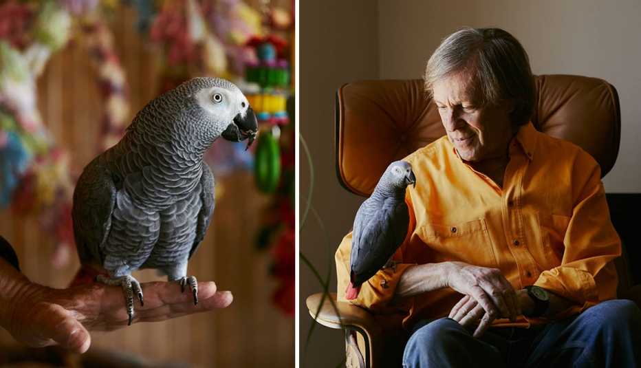 steve replin and his african grey parrot maxie