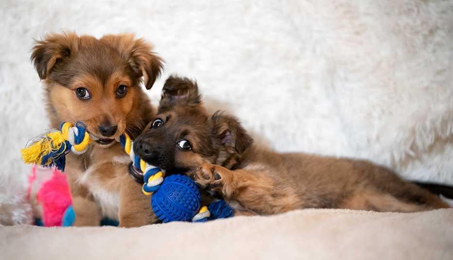 two puppies playing with chew toys
