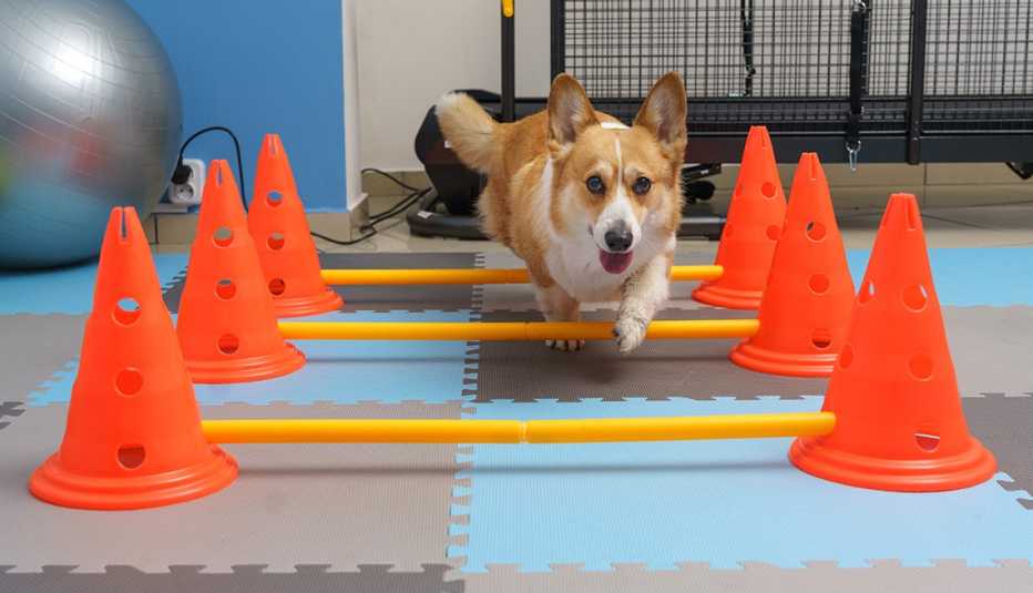dog running through an training course at a dog rehab facility