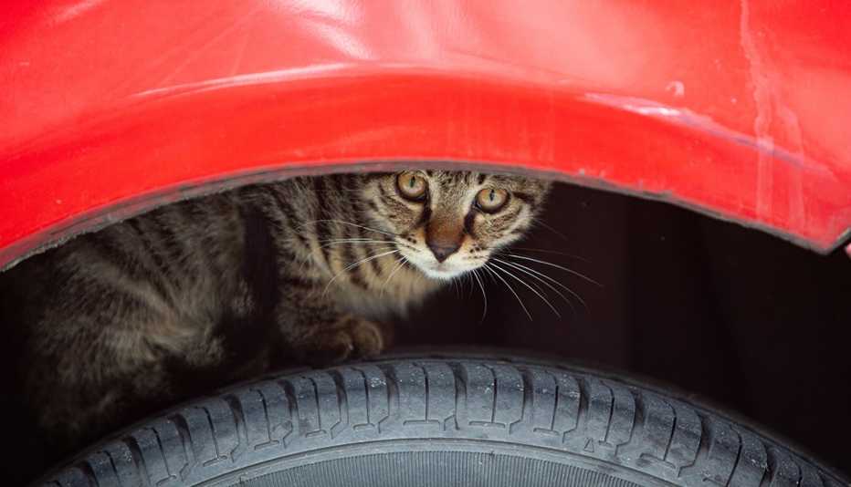 a cat hiding in the wheel well of a car