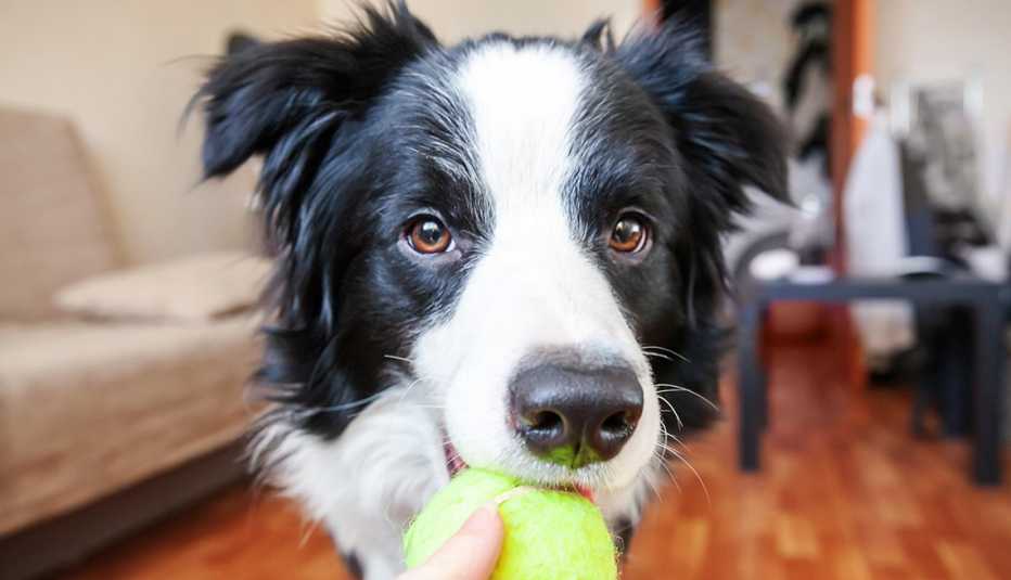 border collie holding a toy ball in mouth