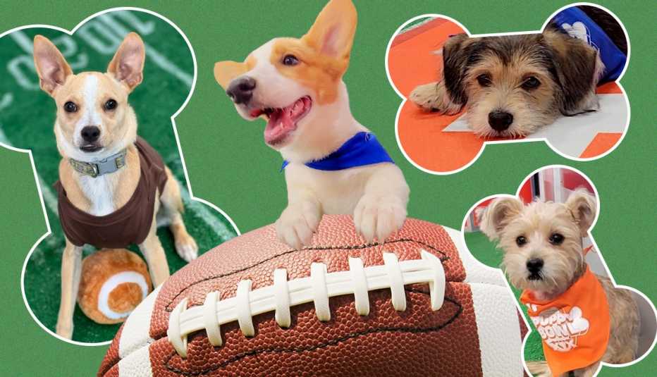puppies in football jerseys with footballs for the puppy bowl