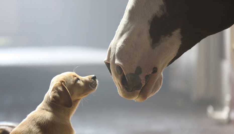 A puppy and a clydesdale look at each other in a Budweiser Super Bowl commercial