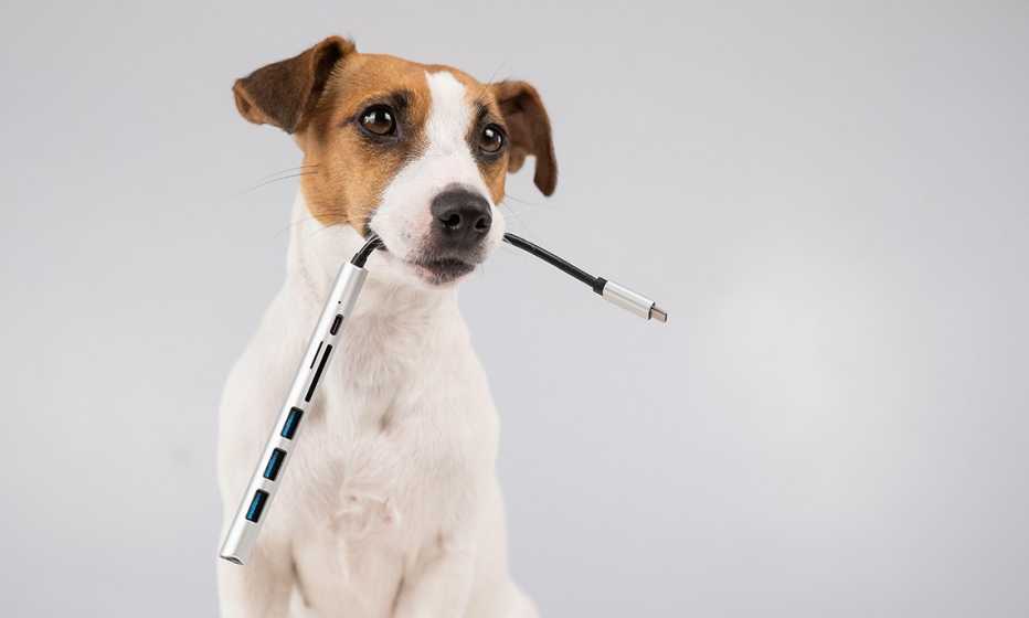 a white and brown jack russell terrier holds a usb in his mouth