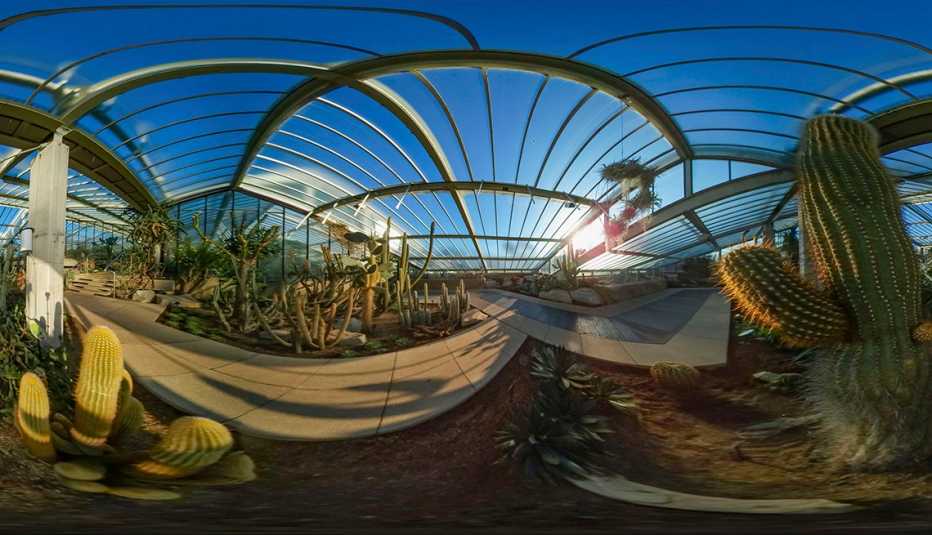 Virtual reality view of a cactus and other plants